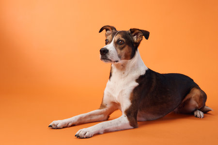 Mixed-Breed Dog Lying Downの写真素材