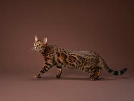 Alert Bengal cat prowls, Studio shot with mocha backdrop.の写真素材