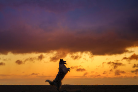 Border Collie dog at Sunsetの写真素材
