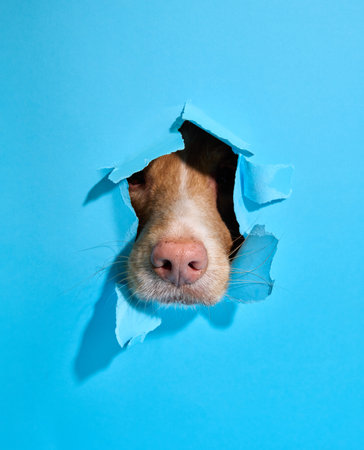 Nova Scotia Duck Tolling Retriever peeking through blue paperの写真素材
