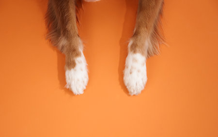 Close-up of Nova Scotia Duck Tolling Retriever pawsの写真素材