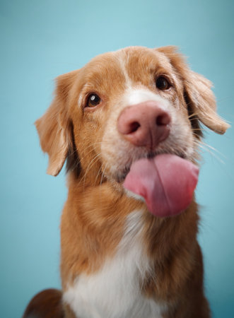 Nova Scotia Duck Tolling Retriever sticking tongue outの写真素材