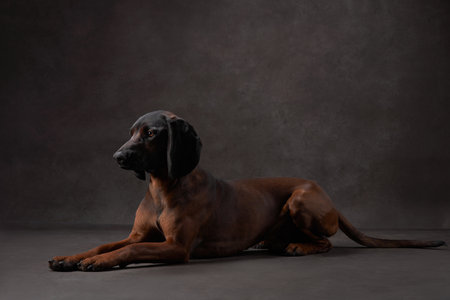 Resting Bavarian Scenthoundの写真素材