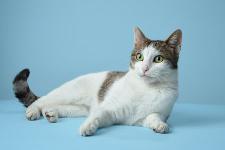 An alert white and tabby cat reclines on a blue backdrop