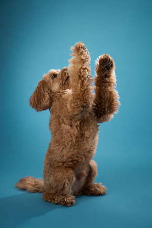 Dog standing on hind legsの写真素材