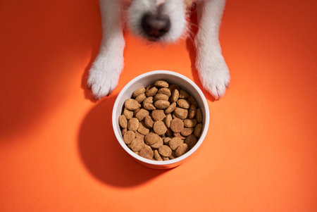 Dog looking up at a bowl