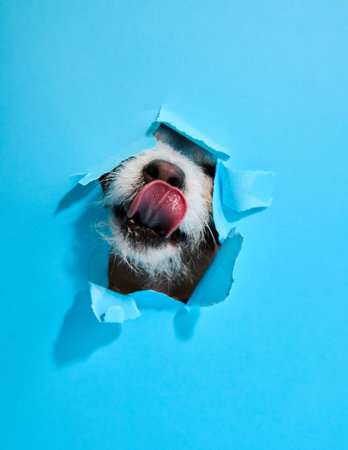 Jack Russell Terrier licking through blue paper