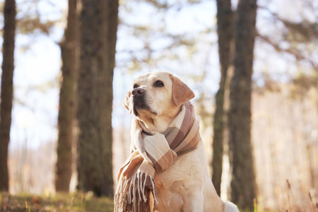 Labrador in Autumn Forestの写真素材