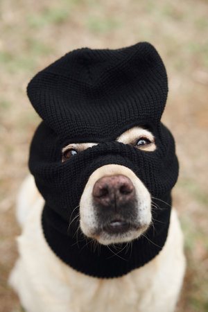 Dog in black mask with Halloween themeの写真素材