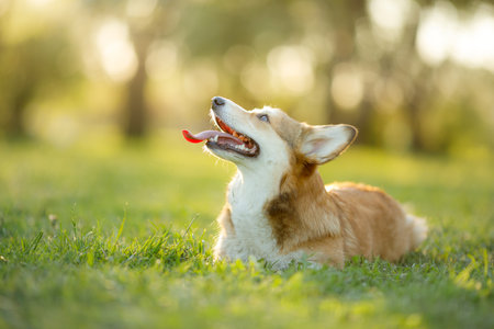 Corgi lying on grass, enjoying the sunの写真素材