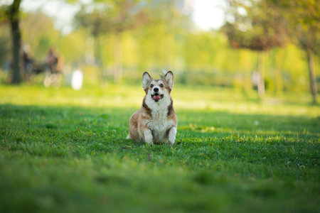Corgi sitting in a grassy parkの写真素材