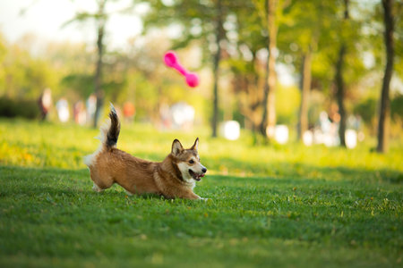 Corgi playing with a toy in a parkの写真素材