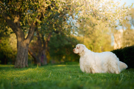 Clumber Spaniel Contemplating on Deckの写真素材