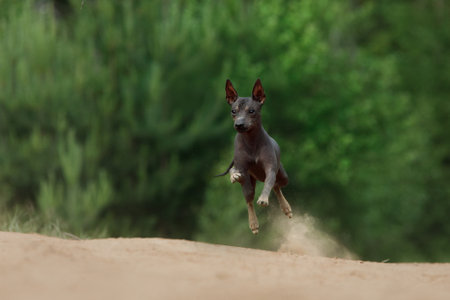 American Hairless Terrier mid-air jump on dirt pathの写真素材