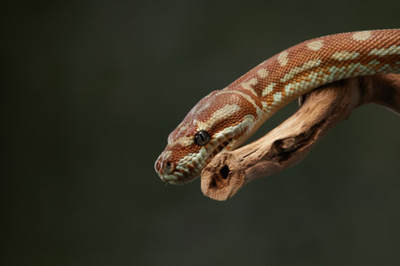 Python with Tongue Out