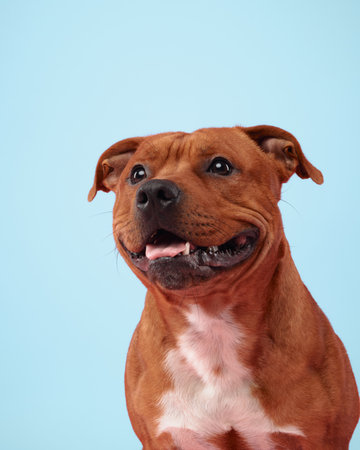A joyful Staffordshire Bull Terrier beams with a playful grin and a head tiltの写真素材