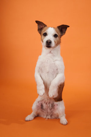 Jack Russell Terrier sitting up on hind legsの写真素材