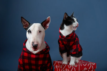 Bull Terrier and cat in festive plaid attireの写真素材