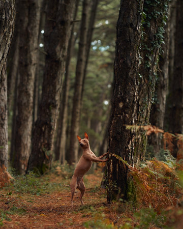 Dog exploring forestの写真素材