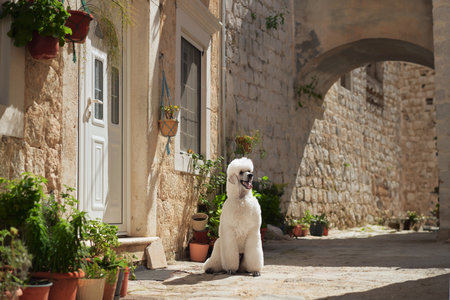 White Poodle sitting in a quaint alleywayの写真素材