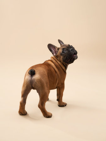 French Bulldog puppy back viewの写真素材
