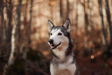 Husky portrait in an autumn forestの写真素材