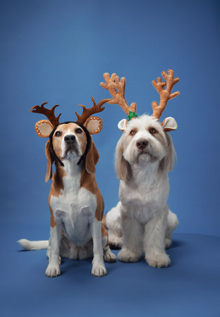 Two dogs wearing antler headbands on blue studio background