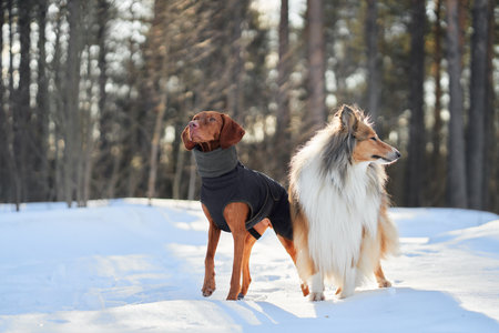 Dogs standing in snowy landscape