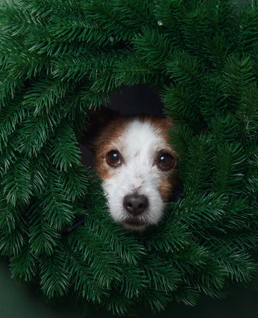 Jack Russell Terrier in Christmas wreathの写真素材