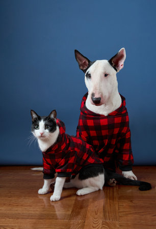 Bull Terrier and cat in festive plaid attireの写真素材