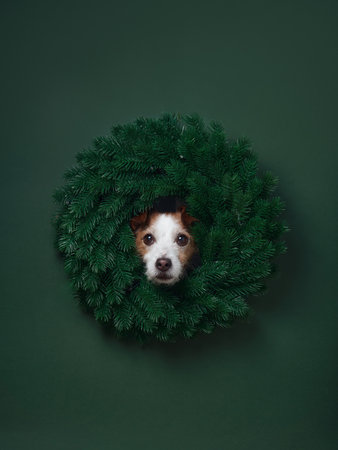 Dog with holiday wreath backdropの写真素材