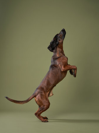 Dog Playfully Jumpingの写真素材