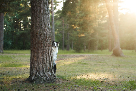 Border Collie peeking from behind tree in forest clearing