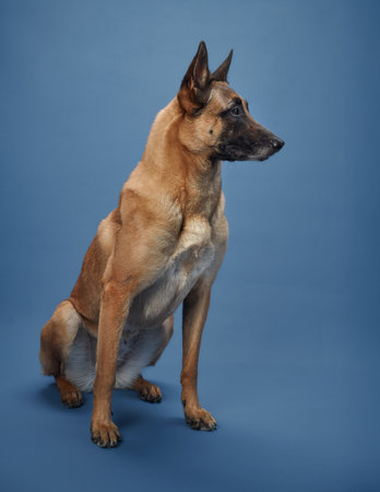 Belgian Malinois standing tallの写真素材
