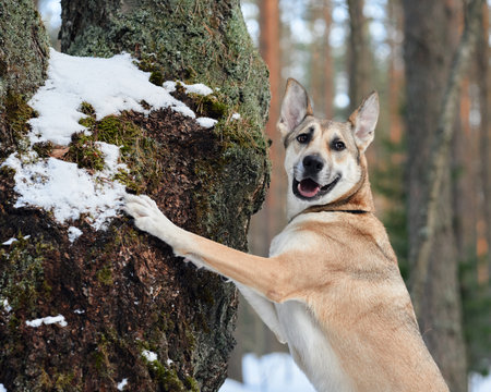 dog jumping on a tree trunkの写真素材