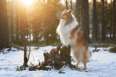 Collie standing on snowy tree stump at sunriseの写真素材