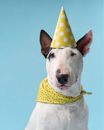Bull terrier wearing a yellow party hat indoorsの写真素材