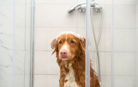 Nova Scotia Duck Tolling Retriever in shower with wet furの写真素材