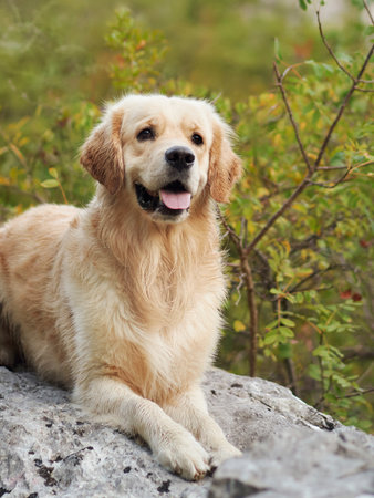 Golden retriever portrait on rocksの写真素材