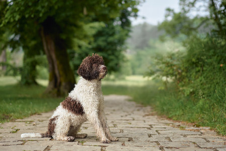 Lagotto on cobblestone path