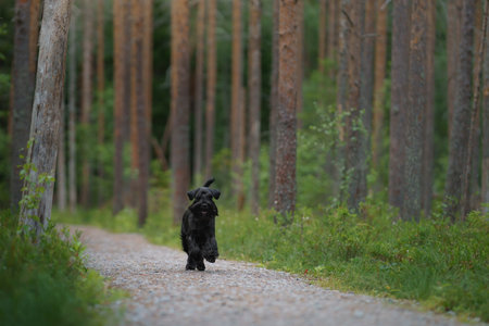 Schnauzer sitting in a sunlit forest clearingの写真素材