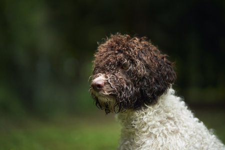 Lagotto side view in forestの写真素材