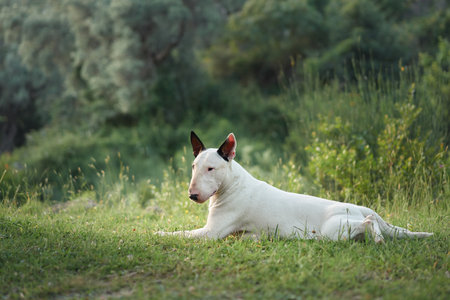 Bull terrier lying down in a grassy field outdoorsの写真素材