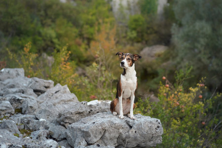 Dog on rocks in a forestの写真素材