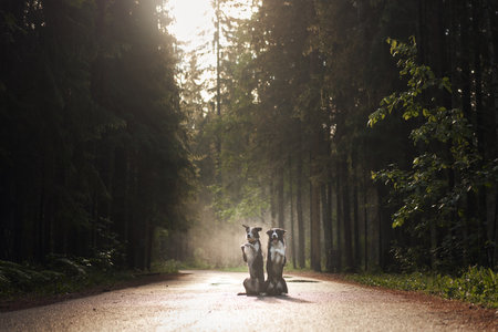 Border Collies walking on forest pathの写真素材