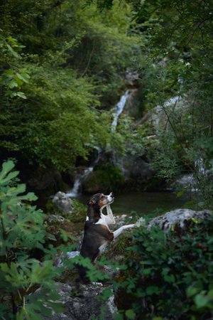 Terrier in rocky creekの写真素材