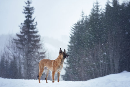 Malinois in snowy meadowの写真素材