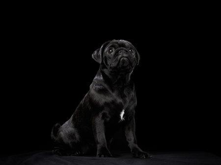 Black Pug side profileの写真素材