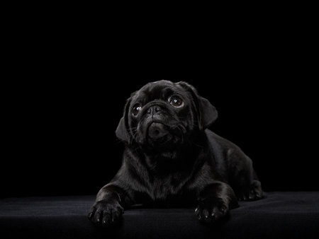 Black Pug with attentive gazeの写真素材