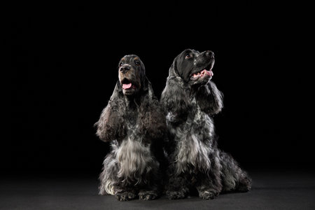 Cocker Spaniels side-by-side in studio